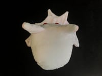 Image 6 of Albino Bean Bat