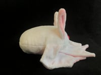 Image 5 of Albino Bean Bat