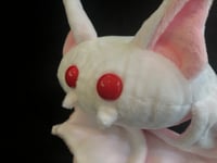 Image 4 of Albino Bean Bat