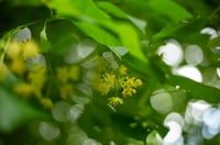 Image 2 of Pollination Is the Transfer of Pollen