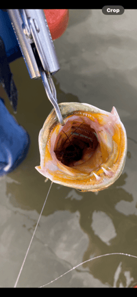 Image 9 of SP Mullet