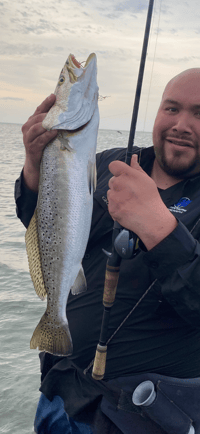 Image 10 of SP Mullet