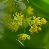 Image 1 of Pollination Is the Transfer of Pollen