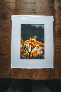 Image 3 of Daylily
