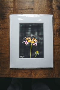 Image 3 of Monarch Butterfly