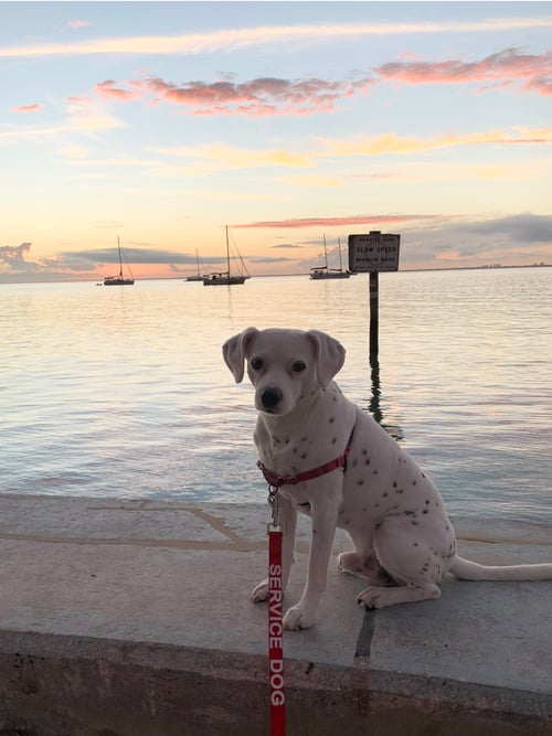 Image of Elvis in Key Biscayne oil on canvas