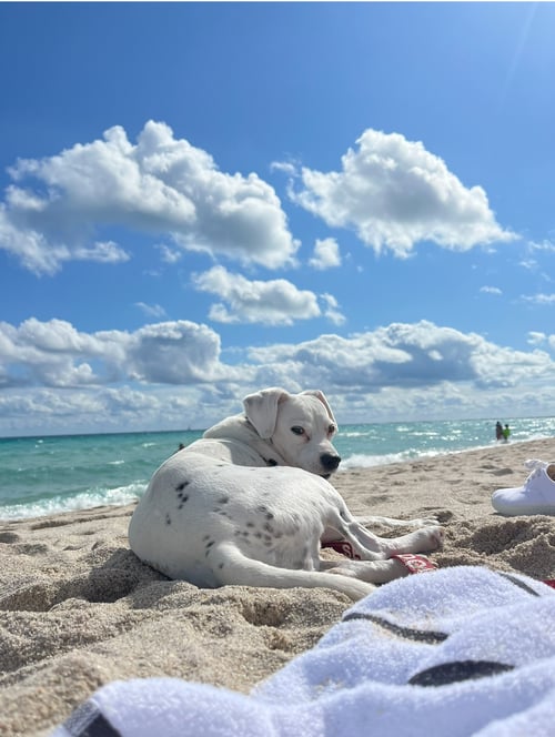 Image of Elvis in Miami Beach