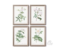 Image 6 of Set of four Vintage PJR Rosa prints