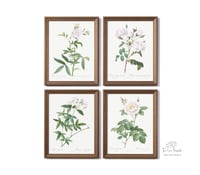 Image 7 of Set of four Vintage PJR Rosa prints