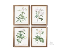 Image 1 of Set of four Vintage PJR Rosa prints