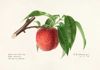 Image 2 of Set of two RCS Prunus Persica prints