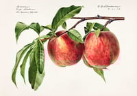 Image 3 of Set of two RCS Prunus Persica prints