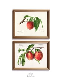 Image 1 of Set of two RCS Prunus Persica prints