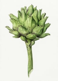Vintage JB Artichoke print