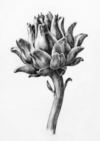 Vintage JB Artichoke print (monochrome)