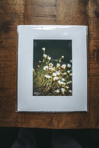 Image 3 of Daisy Fleabane