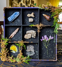 Image 1 of Miniature Curiosity Letterpress Box with Fossils, Crystal, Mushrooms, Snake Skin