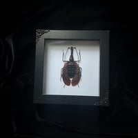 Mormolyce Phyllodes Violin Beetle