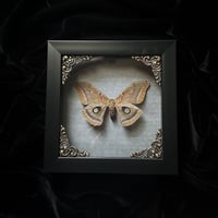 Antheraea Oculea Saturn Moth - Grey Script