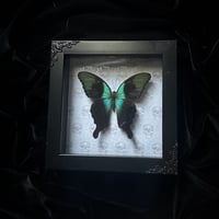 Papilio Peranthus Adamantius Butterfly - Skulls