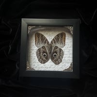 Caligo Eurilochus Owl Butterfly - Script