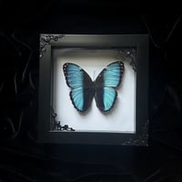 Morpho Achilles Butterfly - White
