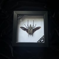 Goliathus Albosignatus Kirkianus Beetle - White