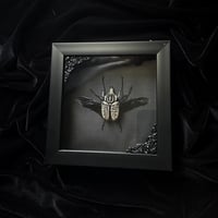 Goliathus Albosignatus Kirkianus Beetle - Black