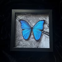 Blue Morpho Godarti Butterfly -Moonlit Forest