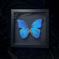 Morpho Didius Butterfly - Black