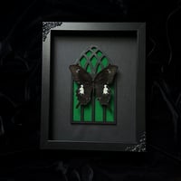 Gothic Arch Frame - Papilio Fuscus Butterfly