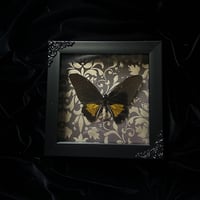 Troides Oblongomaculatus Birdwing Butterfly - Damask