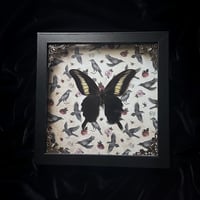 Papilio Oenomaus Butterfly - Crows