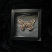 Hyalophora Cecropia Saturn Moth