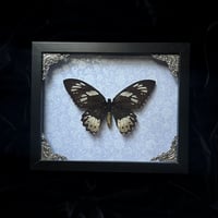 Ornithoptera Priamus Poseidon Birdwing Butterfly