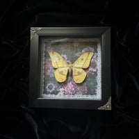 Nudaurelia Dione Saturn Moth - Purple Florals