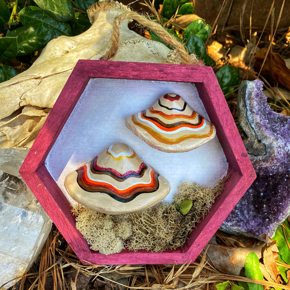Image of Turkey Tail Mushroom Shadowbox