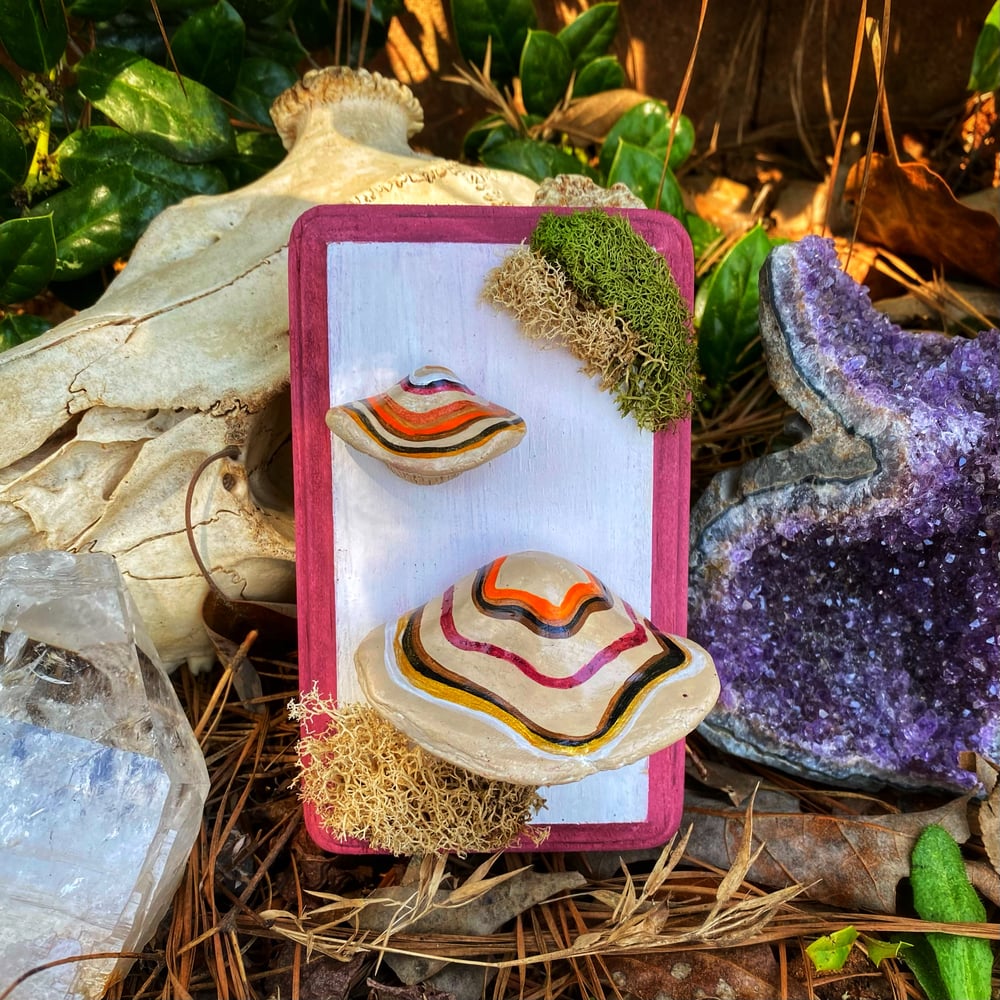 Image of Small Turkey Tail Shelf Mushroom