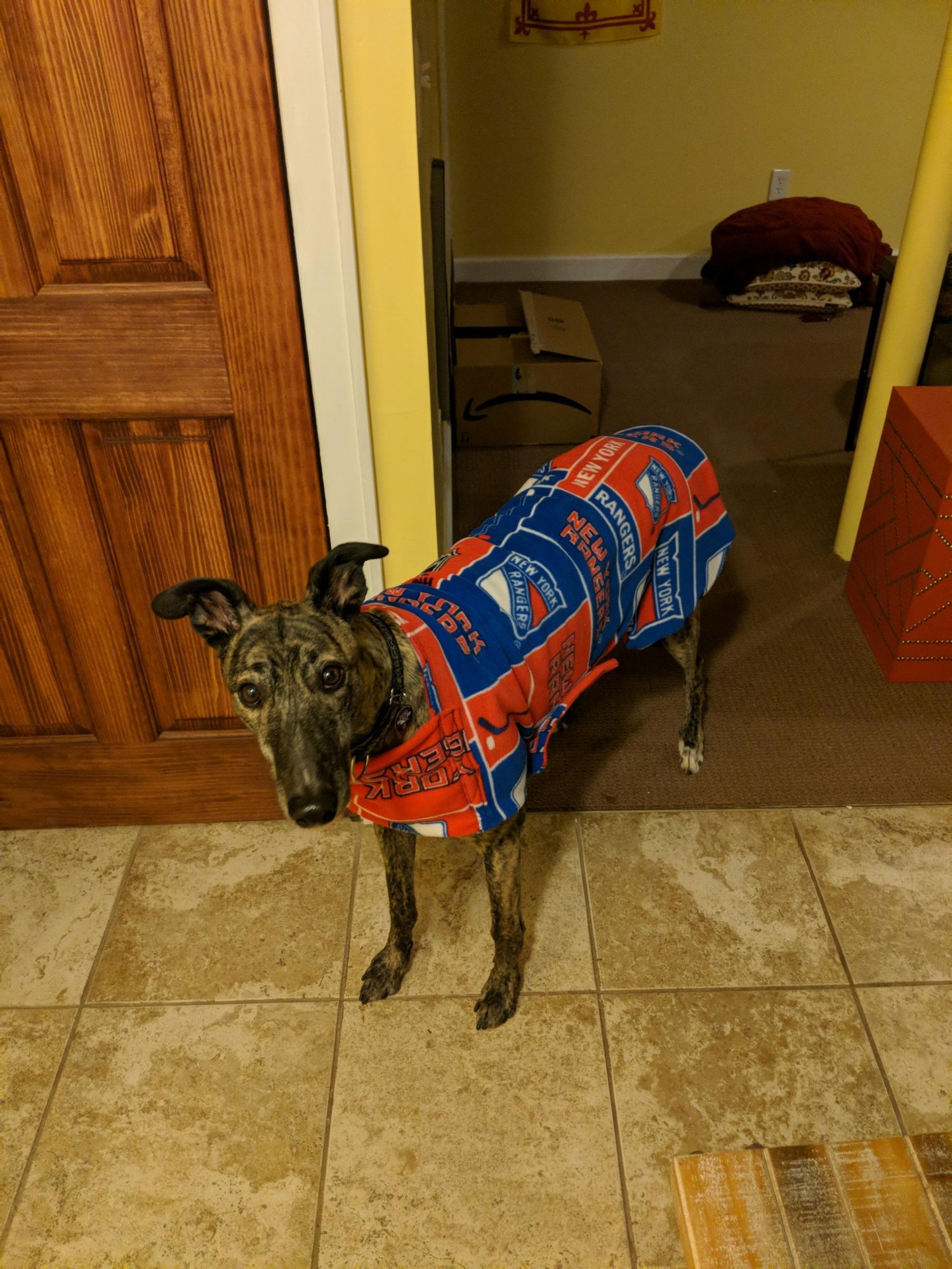 Image of Greyhound fall coats