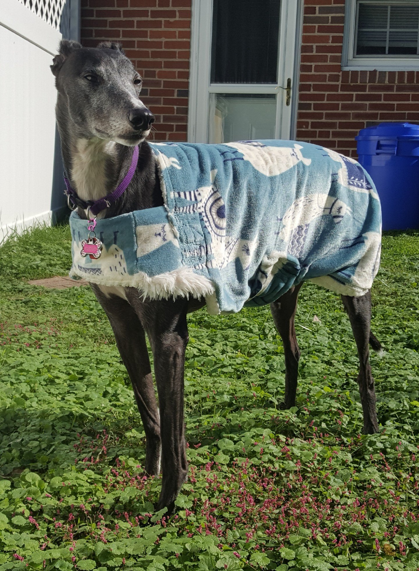 Image of Greyhound fall coats