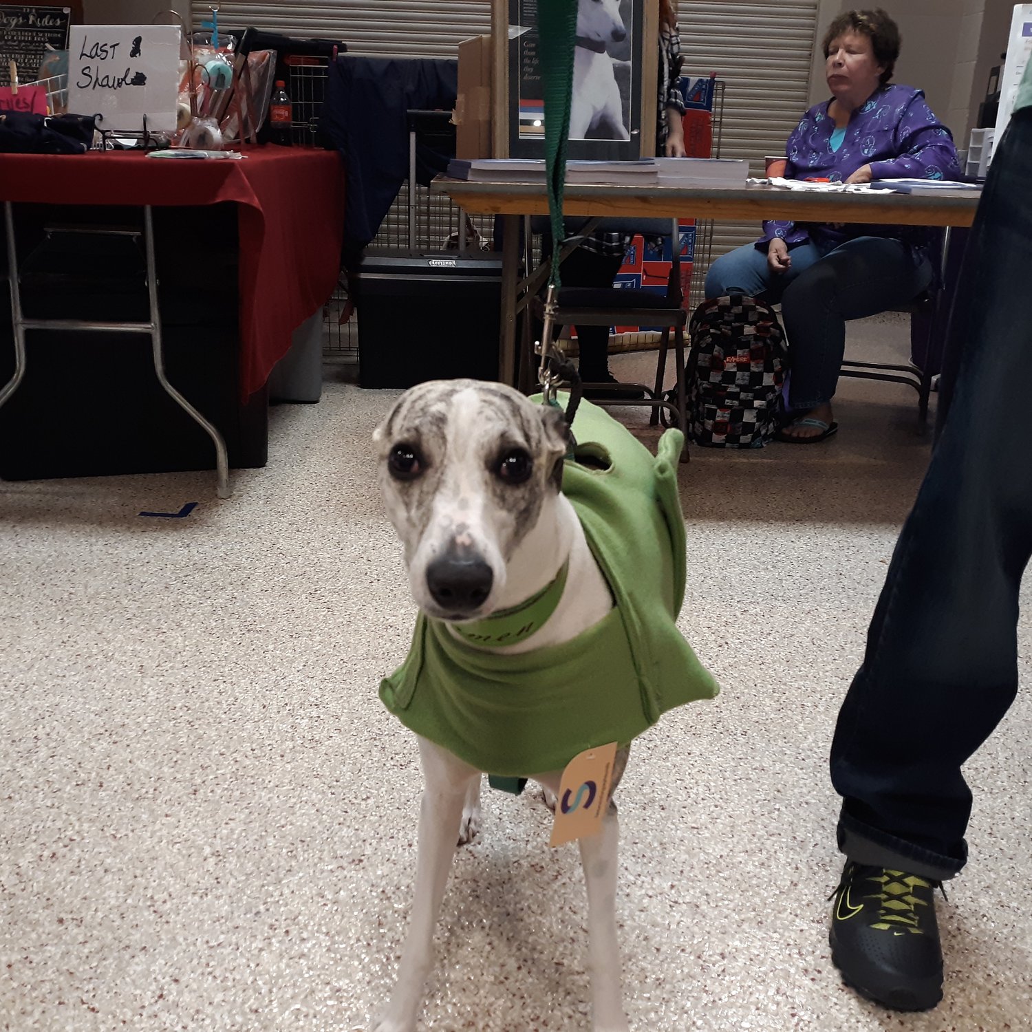 Image of Greyhound fall coats