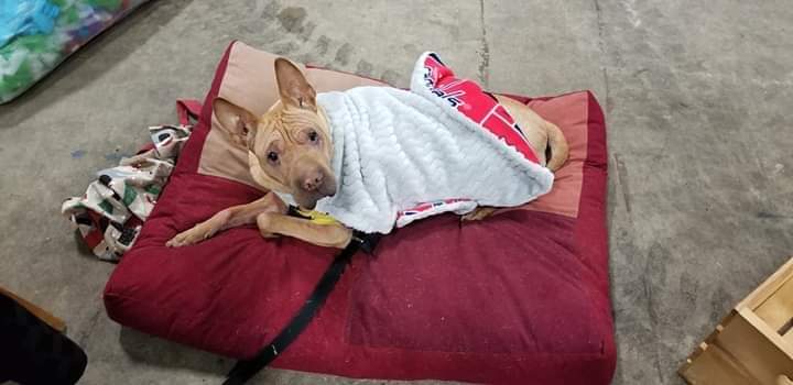 Image of Greyhound fall coats
