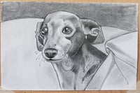 Image 2 of Pet Portrait Drawing