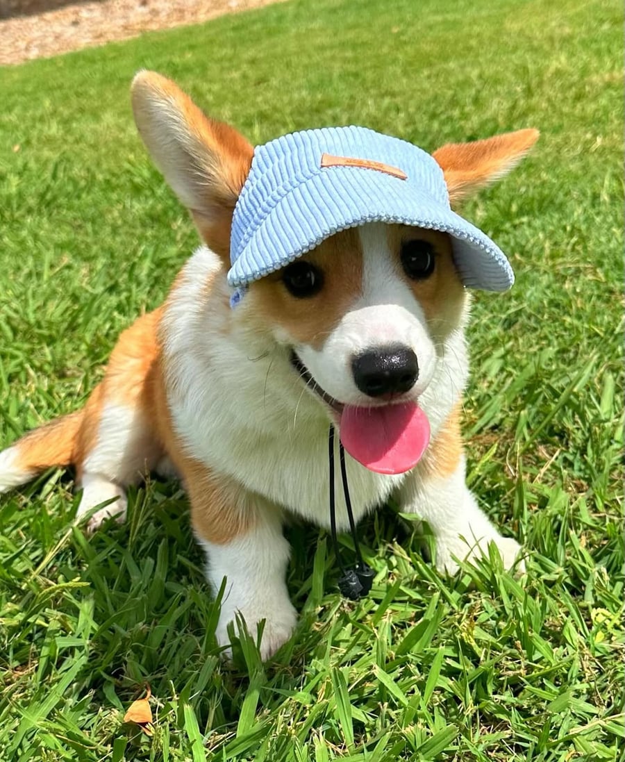Image of Baby Blue Corduroy Pet Hat