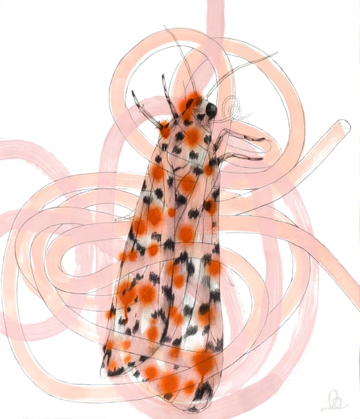 Image of Imago