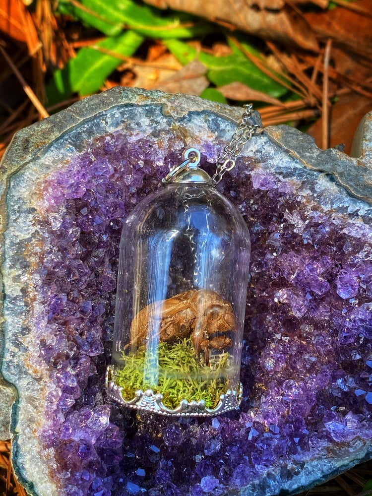 Image of Captured Cicada Nymph Necklace