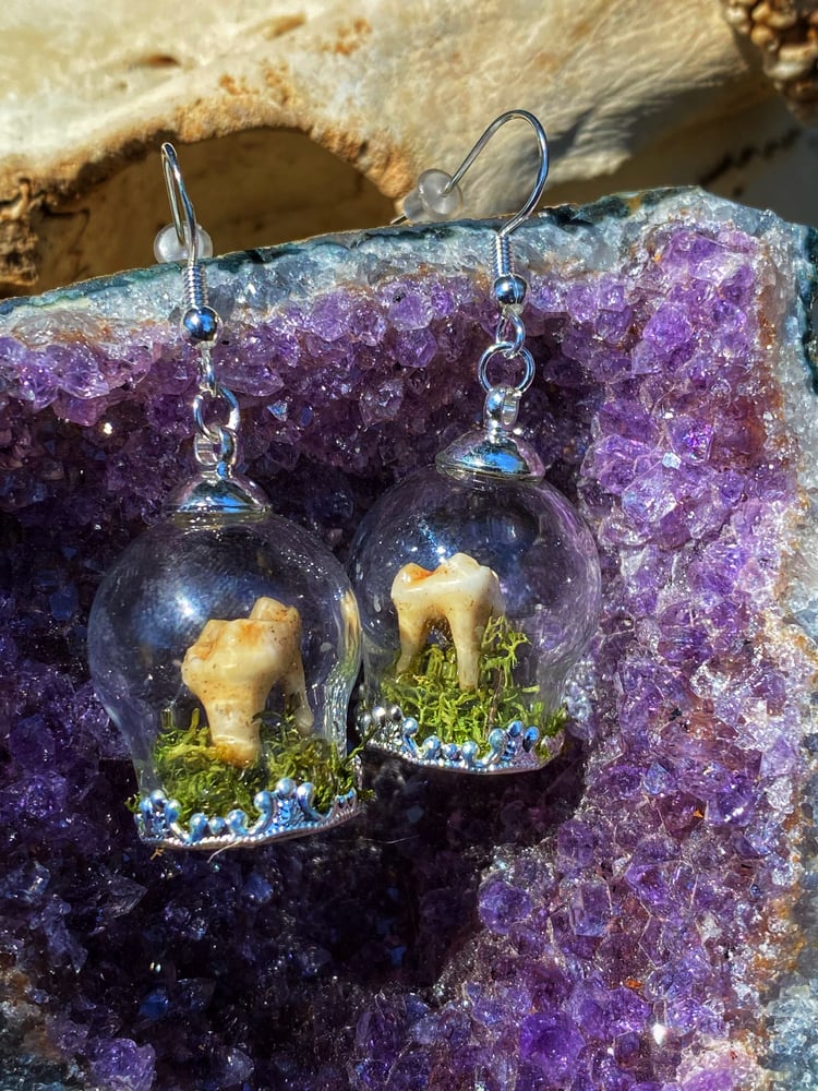 Image of Possum Molar Earrings