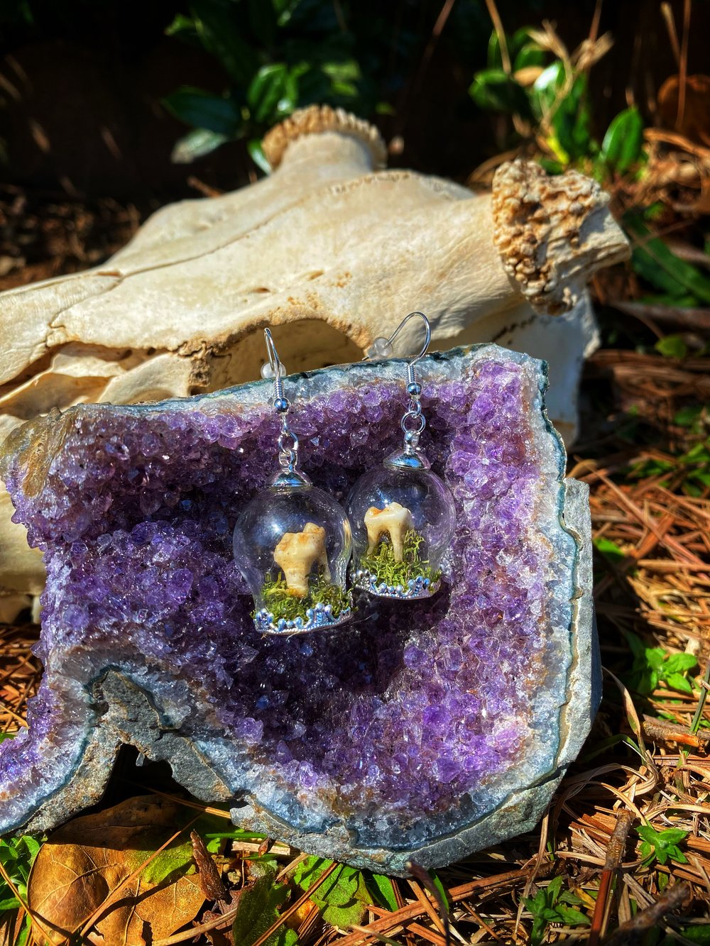 Image of Possum Molar Earrings