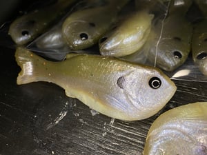 Image of Bob’s Bluegill 2PK (Rotten Grape)