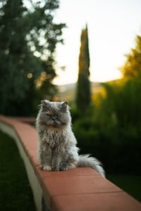 Nina, The Persian